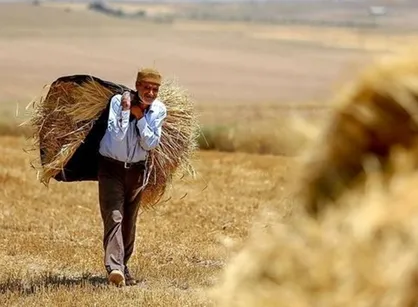 خرید ده&zwnj;ها هزار تن گندم نانوایی در مناقصه بین&zwnj;المللی!