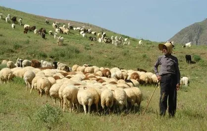 اعلام نرخ خرید حمایتی دام روستایی از سوی وزیر جهاد