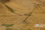 برداشت گندم