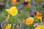 صدای پای بهار