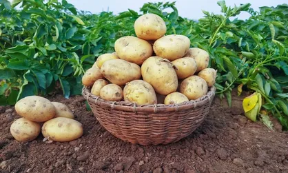 کاهش قیمت سیب زمینی با افزایش عرضه