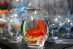 ماهی قرمز و سبزه شب عید