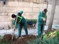 ۶۵۰ اصله نهال چنار در خیابان، ولی عصر (عج) کاشته شد