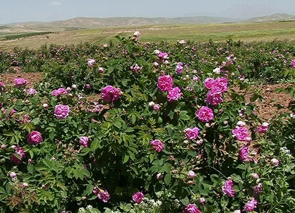 ۲ تن گل محمدی از اراضی مزرعه آموزشی  دانشگاه آزاد شهرکرد برداشت شد