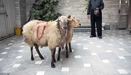 هشدار وزارت بهداشت در خصوص ذبح غیر بهداشتی دام در عید قربان