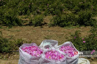 گل محمدی