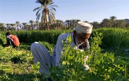 تحقق ۸۸ درصدی اشتغال بخش کشاورزی در سیستان و بلوچستان / سه هزار و ۲۶۱ شغل ایجاد شد