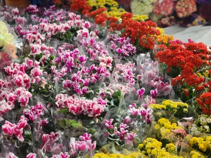 اهدای ۳۵۰ هزار شاخه گل از سوی گل&zwnj;کاران پاکدشت به حرم مطهر رضوی