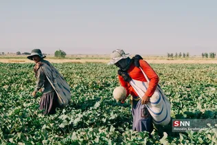 برداشت طالبی از مزارع قم