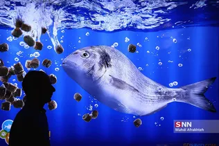 شس