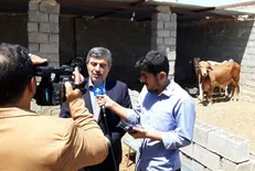 توزیع ۴ هزار دام سنگین در سیستان و بلوچستان به همت بنیاد برکت