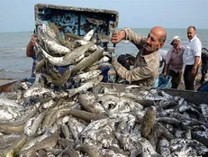 کاهش ۲۰ درصدی صید ضمنی و دورریز آبزیان توسط صیادان