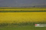کلزا