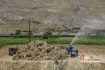 برداشت گندم