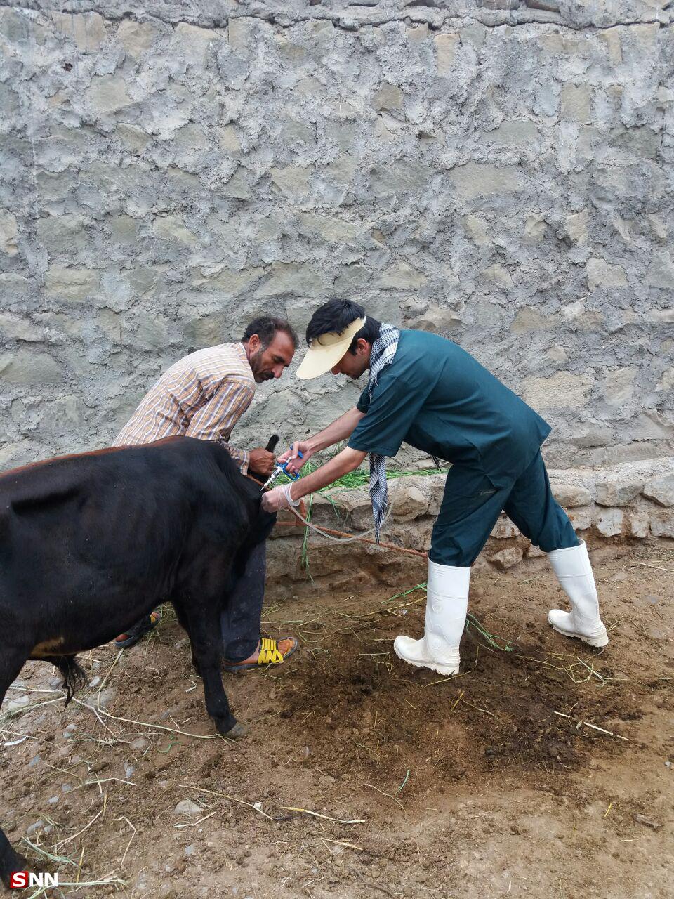 اردوی جهادی