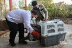 رهاسازی ۹ قطعه پرنده شکاری و آبزی در تالاب بهشت معصومه