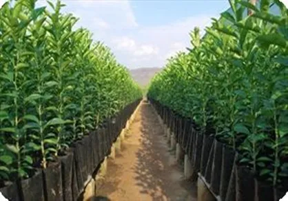 البرز پیشتاز طرح مردمی کاشت یک میلیارد درخت است