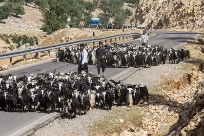 ذبیحی: عشایر استان تهران در مناطق گرمسیر مستقر شدند/ تامین نهاده&zwnj;های دامی برای فصل زمستان