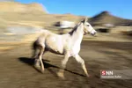 اسب ترکمن
