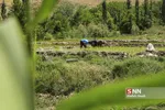 شالی