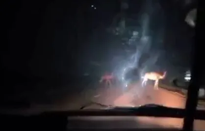بیش از ۶۰ کشته در دو سال/ شتر&zwnj;های بدون ساربان تهدید جاده&zwnj;ها شدند
