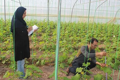 موفقیت محققان ایران در افزایش عملکرد صیفی&zwnj;جات و کاهش سموم با باکتری محرک رشد