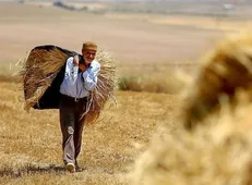 خرید ده‌ها هزار تن گندم نانوایی در مناقصه بین‌المللی!