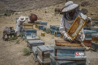 زنبور