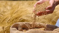 گندم‌کاران در انتظار مطالبات/ وعده پرداخت هفتگی محقق نشد