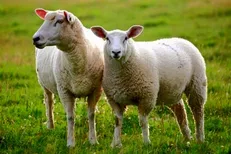 گوسفند زنده را در تهران اینترنتی خریداری کنید