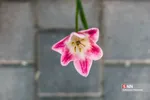 فصل بهار و میهمانی لاله ها