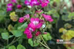 باغ گیاه شناسی