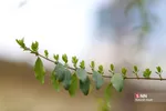 چند قدم مانده تا بهار
