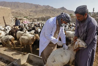 واکسیناسیون بیش از یک میلیون و ۲۰۰ هزار رأس دام سبک در سیستان و بلوچستان علیه بیماری طاعون