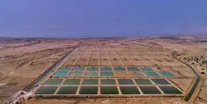 برداشت میگو از مزارع خاکی پرورش میگو افزایش یافت