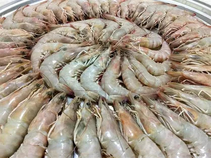 درآمد ۲۰ میلیون دلاری از فعالیت ۹ مرکز عمل&zwnj;آوری میگو در گلستان