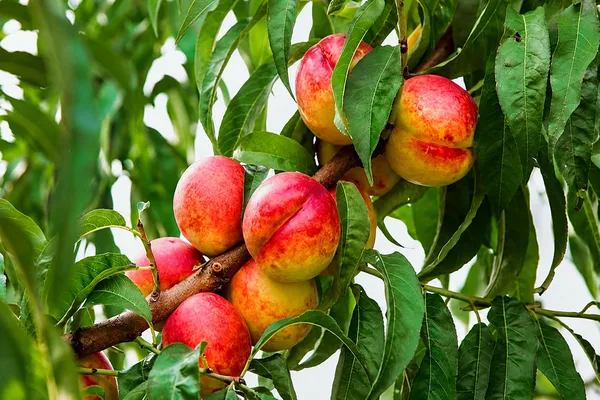 برداشت ۵۰ هزار تن شلیل از باغات اردبیل