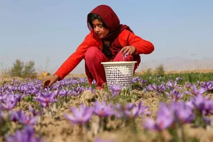 ارزش افزوده نیمی از تولیدات زعفران خراسان شمالی در جیب سایر استان&zwnj;ها / پای شرکت&zwnj;های دانش بنیان به زعفران باز می&zwnj;شود