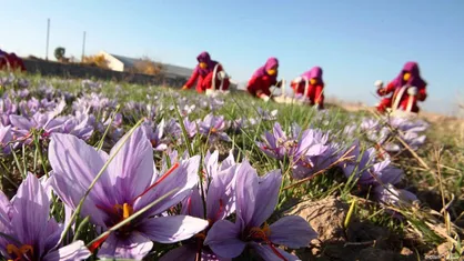 خرید حمایتی زعفران از کشاورزان خراسان جنوبی از شنبه، ۱۷ آبان آغاز می&zwnj;شود