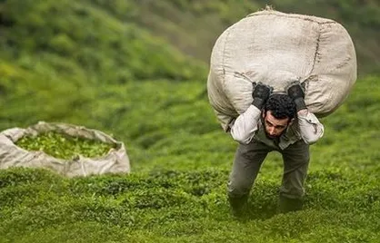 بی توجهی به تولید داخل راز پرواز قیمت چای