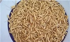 اضافه کردن سبوس به آرد در نانوایی‌ها غیربهداشتی است