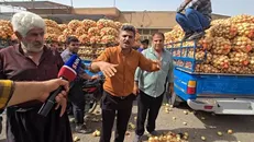 ناترازی در بازار پیاز؛ کشاورزان دزفولی در آستانه ورشکستگی+فیلم