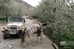 پرسون