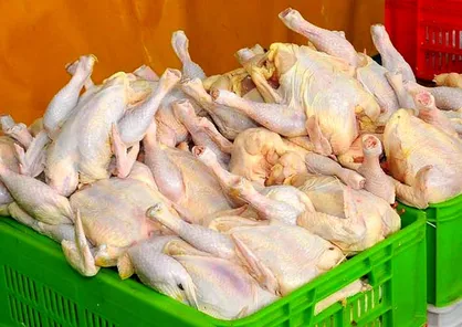 قیمت تمام&zwnj;شده مرغ وارداتی ۱۶هزار تومان است