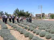 محصول اسطوخودوس از مزرعه گیاهان دارویی دانشگاه آزاد سقز برداشت شد