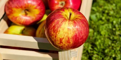 ذخیره&zwnj;سازی ۷۰۰ هزار تن سیب برای عید/جایگاه چهارم ایران در جهان در تولید سیب