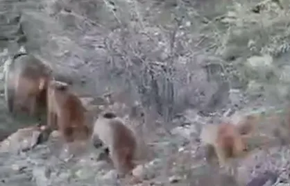 مشاهده یک خرس و ۳ توله&zwnj;اش در حال بالا رفتن از کوه&zwnj;های کهگیلویه&zwnj;وبویراحمد