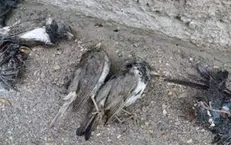 کرونای پرندگان ارتباطی با کرونای چینی ندارد