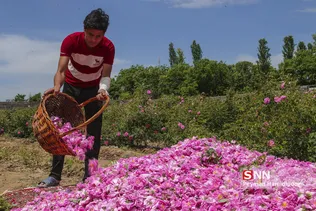 گل محمدی