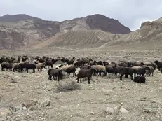 خروج دام‌های غیرمجاز از پناهگاه حیات‌وحش کاوه‌ده فیروزکوه انجام شد